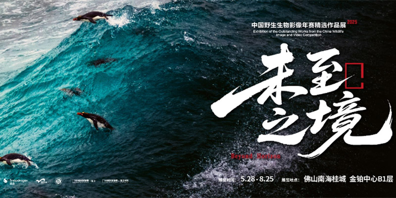 六载同行，骁龙与中国国家地理以影像技术呈现未至之境的生命力量